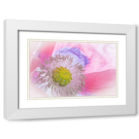 Poppy High Key I White Modern Wood Framed Art Print with Double Matting by Mahan, Kathy