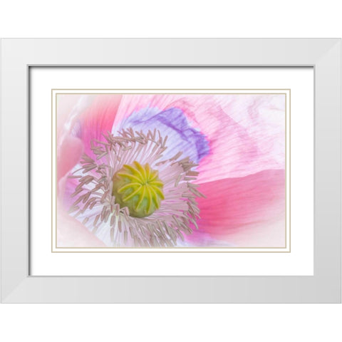 Poppy High Key I White Modern Wood Framed Art Print with Double Matting by Mahan, Kathy