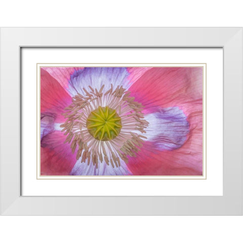 Pink Poppy II White Modern Wood Framed Art Print with Double Matting by Mahan, Kathy