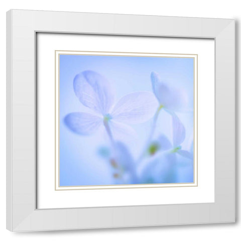 Hydrangea Blossoms I White Modern Wood Framed Art Print with Double Matting by Mahan, Kathy