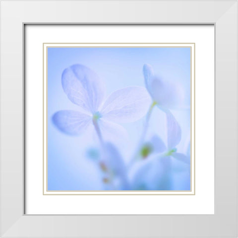 Hydrangea Blossoms I White Modern Wood Framed Art Print with Double Matting by Mahan, Kathy