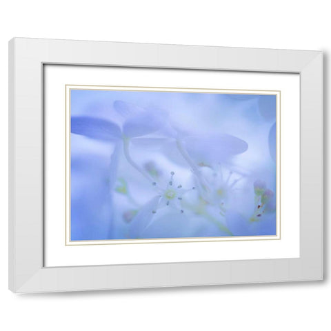 Lime Light Hydrangea I White Modern Wood Framed Art Print with Double Matting by Mahan, Kathy