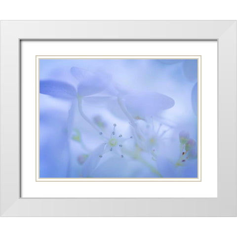 Lime Light Hydrangea I White Modern Wood Framed Art Print with Double Matting by Mahan, Kathy