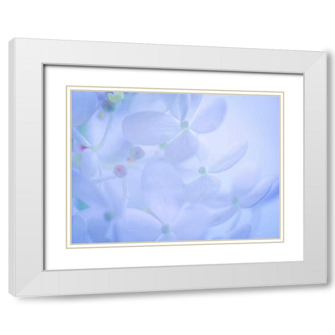 Lime Light Hydrangea II White Modern Wood Framed Art Print with Double Matting by Mahan, Kathy