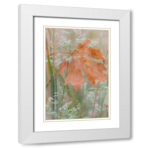Leaf In Meadow White Modern Wood Framed Art Print with Double Matting by Mahan, Kathy