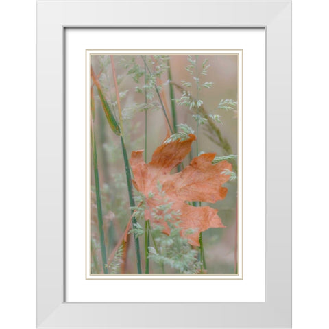 Leaf In Meadow II White Modern Wood Framed Art Print with Double Matting by Mahan, Kathy