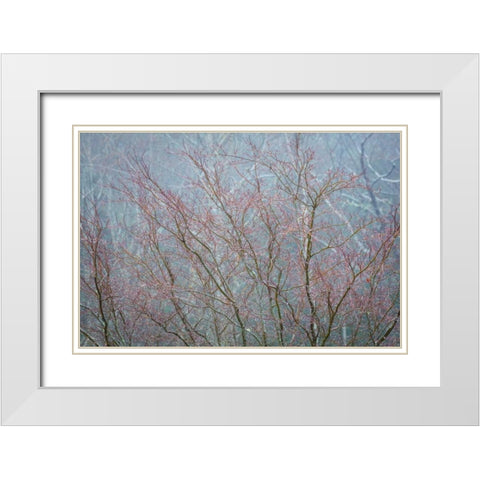 Winter Tree Limbs I White Modern Wood Framed Art Print with Double Matting by Mahan, Kathy