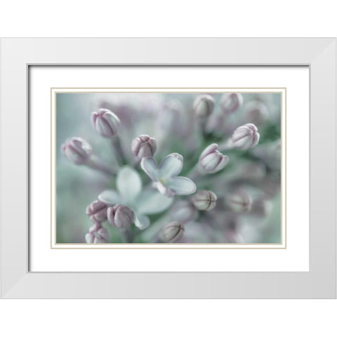 Lilac Blossom I White Modern Wood Framed Art Print with Double Matting by Mahan, Kathy