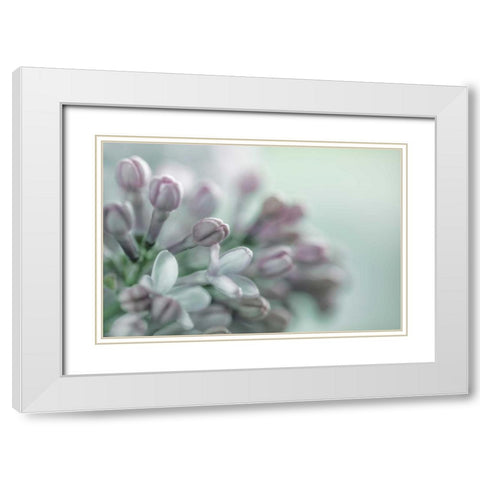 Lilac Blossom II White Modern Wood Framed Art Print with Double Matting by Mahan, Kathy