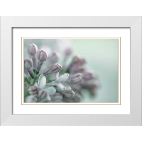 Lilac Blossom II White Modern Wood Framed Art Print with Double Matting by Mahan, Kathy