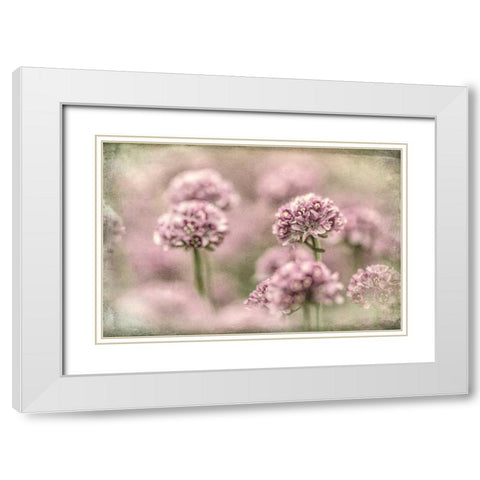 Sea Thrift I White Modern Wood Framed Art Print with Double Matting by Mahan, Kathy