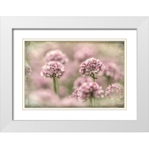 Sea Thrift I White Modern Wood Framed Art Print with Double Matting by Mahan, Kathy