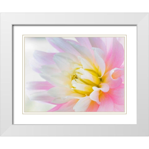 Dahlia Close Up II White Modern Wood Framed Art Print with Double Matting by Mahan, Kathy