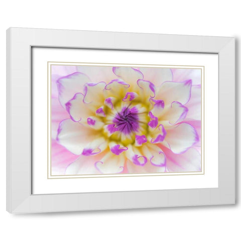 Dahlia Close Up III White Modern Wood Framed Art Print with Double Matting by Mahan, Kathy