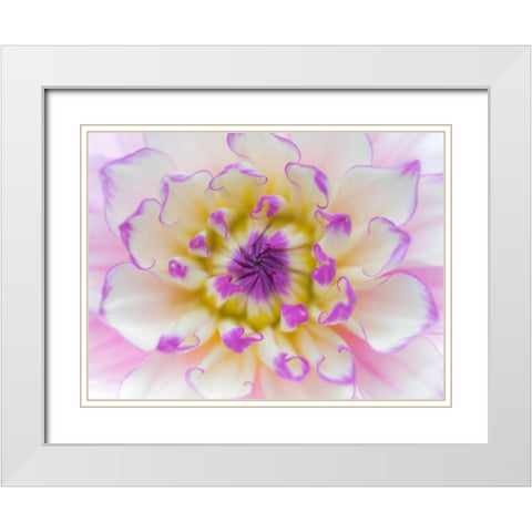 Dahlia Close Up III White Modern Wood Framed Art Print with Double Matting by Mahan, Kathy