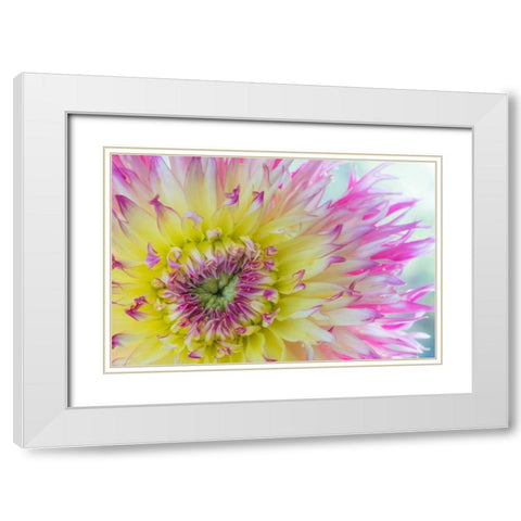 Dahlia Close Up IV White Modern Wood Framed Art Print with Double Matting by Mahan, Kathy