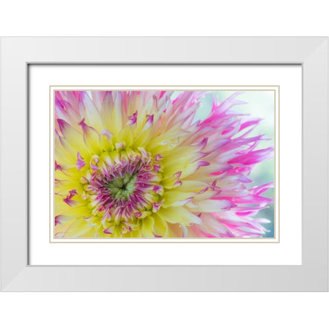 Dahlia Close Up IV White Modern Wood Framed Art Print with Double Matting by Mahan, Kathy