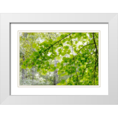 Big Leaf Maple I White Modern Wood Framed Art Print with Double Matting by Mahan, Kathy