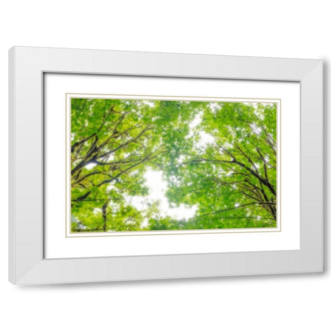 Big Leaf Maple II White Modern Wood Framed Art Print with Double Matting by Mahan, Kathy