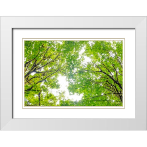 Big Leaf Maple II White Modern Wood Framed Art Print with Double Matting by Mahan, Kathy
