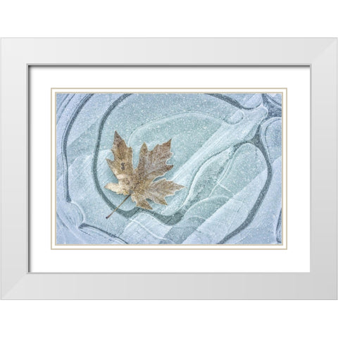 Frosty Leaf on Ice I White Modern Wood Framed Art Print with Double Matting by Mahan, Kathy