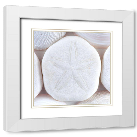 Seashells I White Modern Wood Framed Art Print with Double Matting by Mahan, Kathy