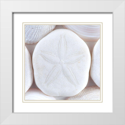 Seashells I White Modern Wood Framed Art Print with Double Matting by Mahan, Kathy