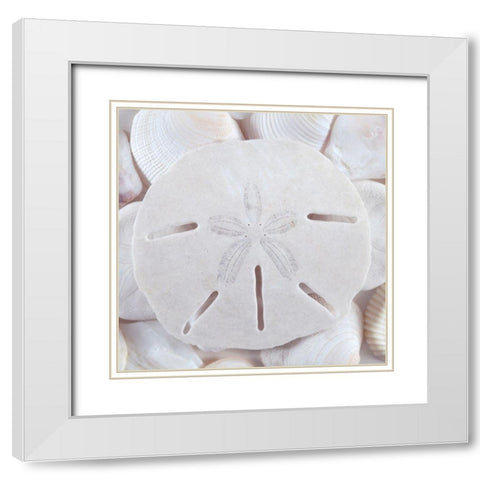Seashells II White Modern Wood Framed Art Print with Double Matting by Mahan, Kathy