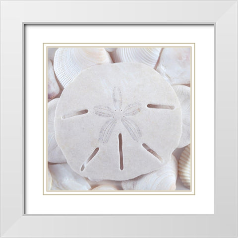 Seashells II White Modern Wood Framed Art Print with Double Matting by Mahan, Kathy