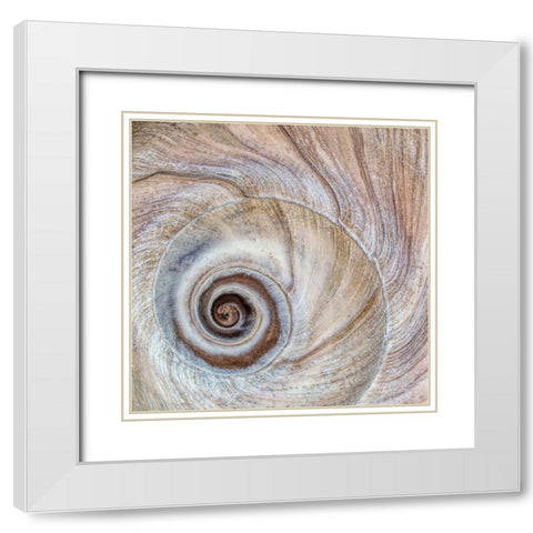 Moon Snail Shell White Modern Wood Framed Art Print with Double Matting by Mahan, Kathy