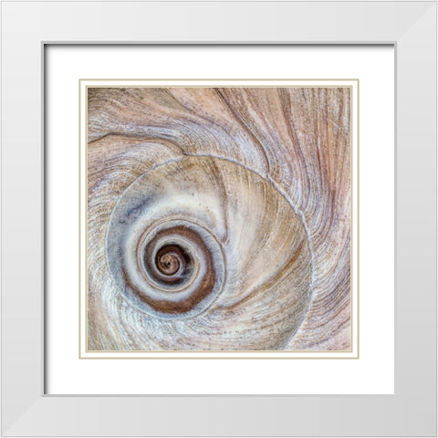Moon Snail Shell White Modern Wood Framed Art Print with Double Matting by Mahan, Kathy