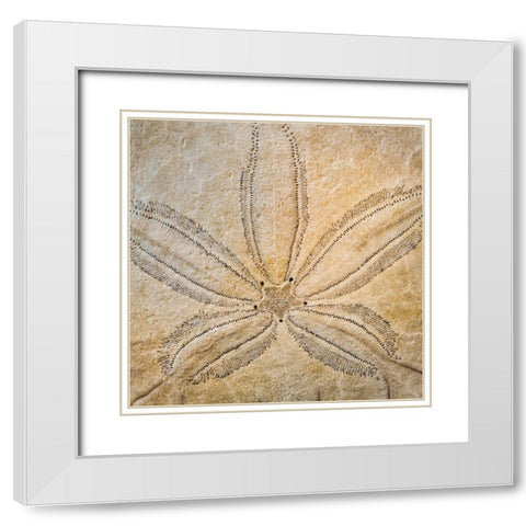 Sand Dollar Design White Modern Wood Framed Art Print with Double Matting by Mahan, Kathy