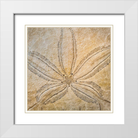 Sand Dollar Design White Modern Wood Framed Art Print with Double Matting by Mahan, Kathy