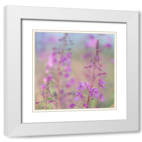 Fireweed I White Modern Wood Framed Art Print with Double Matting by Mahan, Kathy