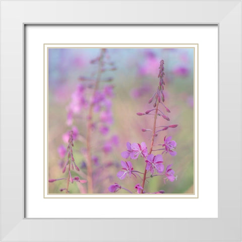 Fireweed I White Modern Wood Framed Art Print with Double Matting by Mahan, Kathy