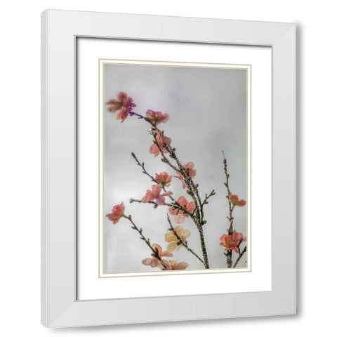 Frozen Flowers I White Modern Wood Framed Art Print with Double Matting by Mahan, Kathy