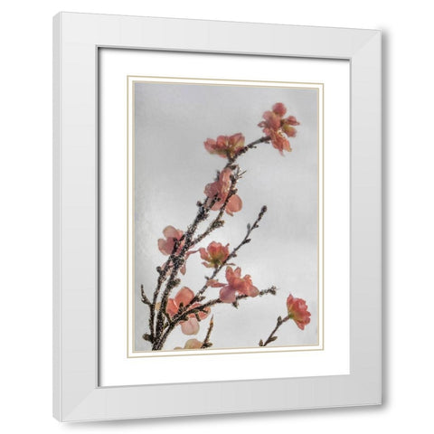 Frozen Flowers II White Modern Wood Framed Art Print with Double Matting by Mahan, Kathy