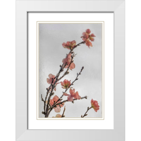 Frozen Flowers II White Modern Wood Framed Art Print with Double Matting by Mahan, Kathy