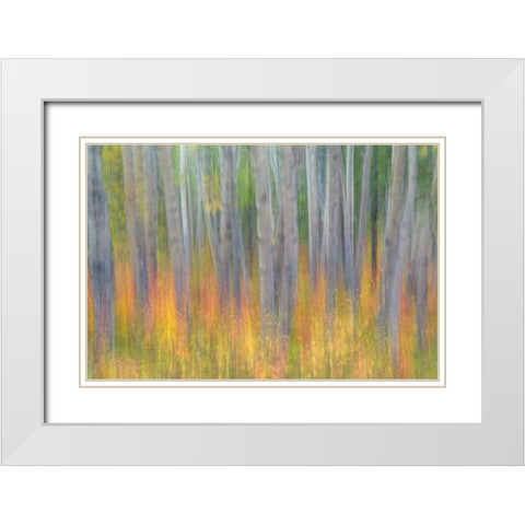 Aspen in Motion I White Modern Wood Framed Art Print with Double Matting by Mahan, Kathy