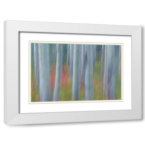 Aspen in Motion II White Modern Wood Framed Art Print with Double Matting by Mahan, Kathy