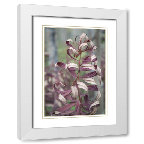 Fireweed in Fall I White Modern Wood Framed Art Print with Double Matting by Mahan, Kathy
