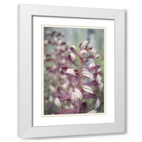 Fireweed in Fall II White Modern Wood Framed Art Print with Double Matting by Mahan, Kathy