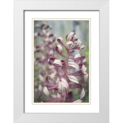 Fireweed in Fall II White Modern Wood Framed Art Print with Double Matting by Mahan, Kathy