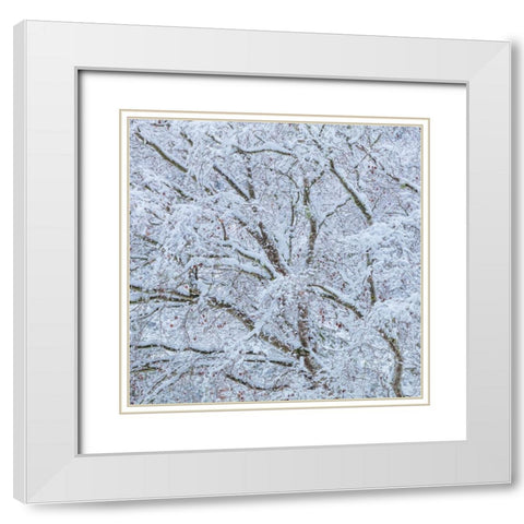 Snow Covered Trees I White Modern Wood Framed Art Print with Double Matting by Mahan, Kathy