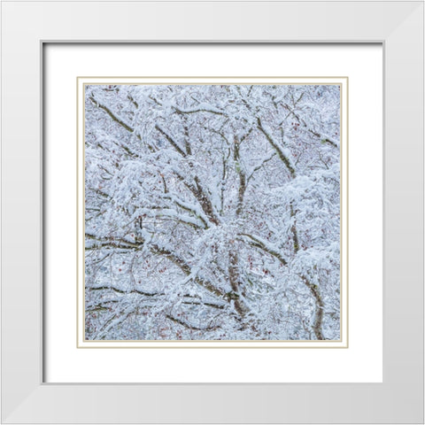 Snow Covered Trees I White Modern Wood Framed Art Print with Double Matting by Mahan, Kathy