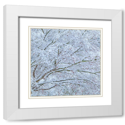 Snow Covered Trees II White Modern Wood Framed Art Print with Double Matting by Mahan, Kathy