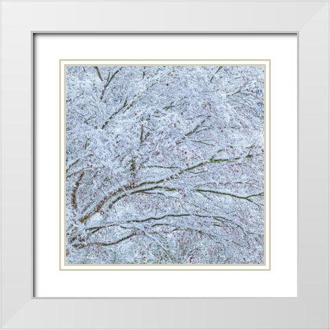 Snow Covered Trees II White Modern Wood Framed Art Print with Double Matting by Mahan, Kathy