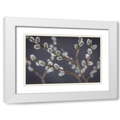 Pussy Willows I White Modern Wood Framed Art Print with Double Matting by Mahan, Kathy