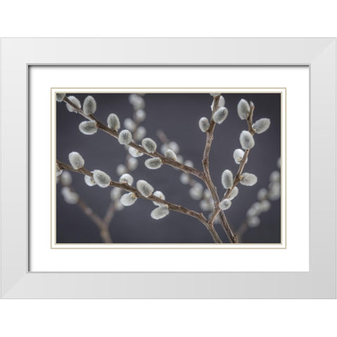 Pussy Willows I White Modern Wood Framed Art Print with Double Matting by Mahan, Kathy