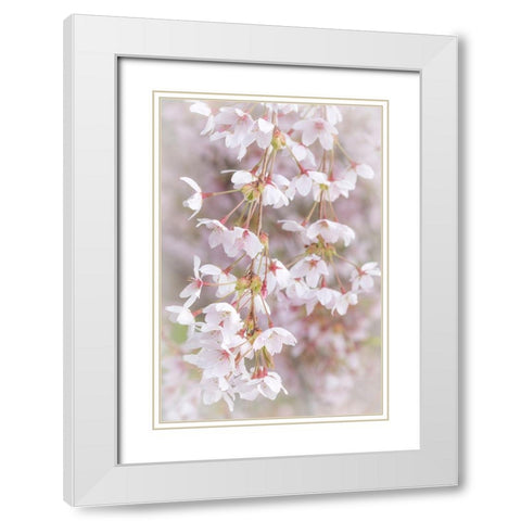 Soft Cherry Blossoms I White Modern Wood Framed Art Print with Double Matting by Mahan, Kathy
